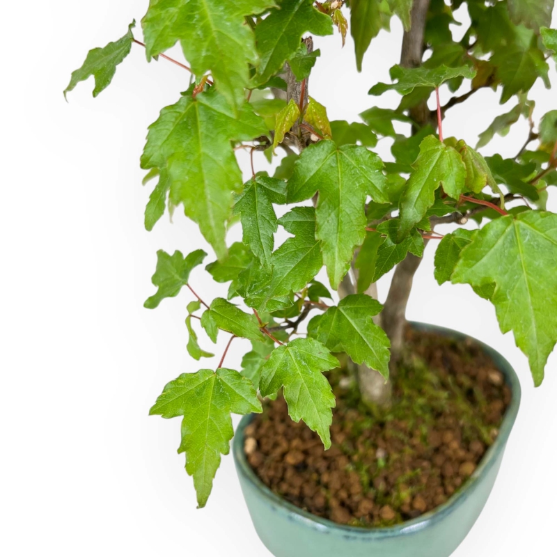 Acer Buergerianum - 21 cm