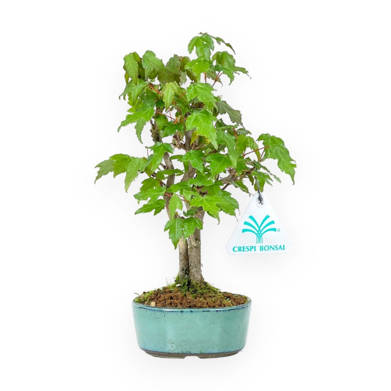 Acer Buergerianum - 21 cm
