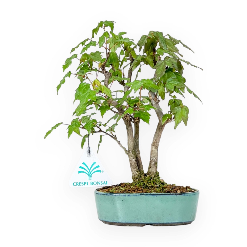 Acer Buergerianum - 21 cm