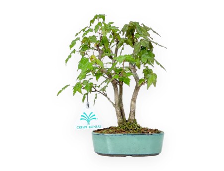 Acer Buergerianum - Érable - 21 cm