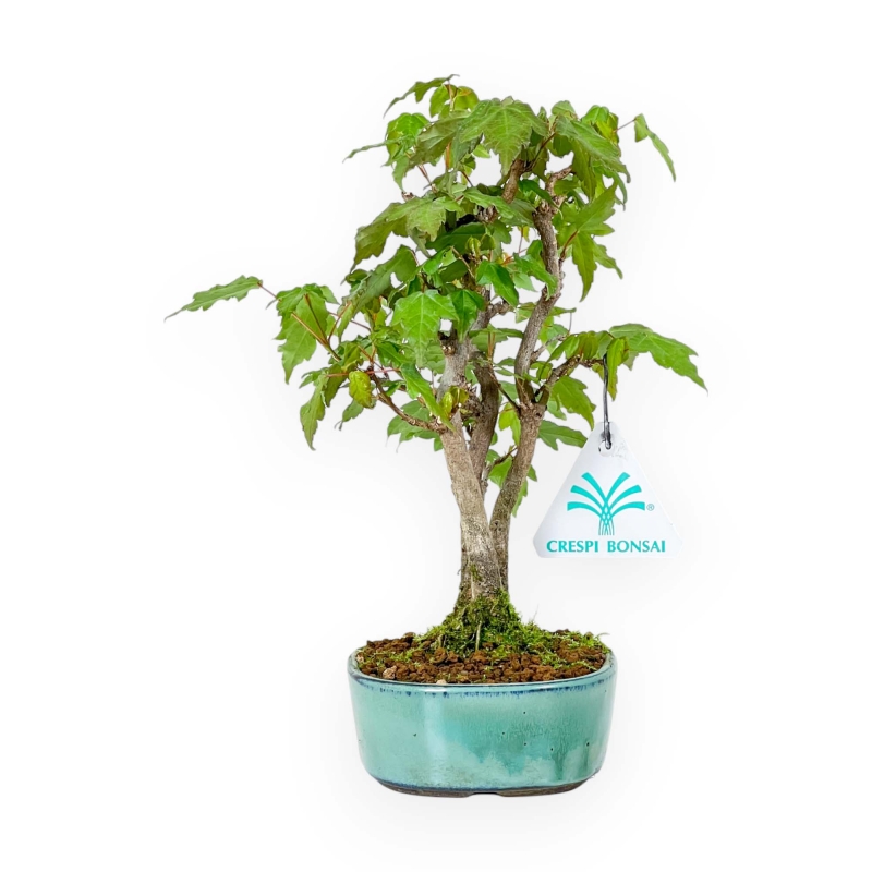 Acer Buergerianum - 21 cm