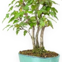 Acer Buergerianum - 21 cm