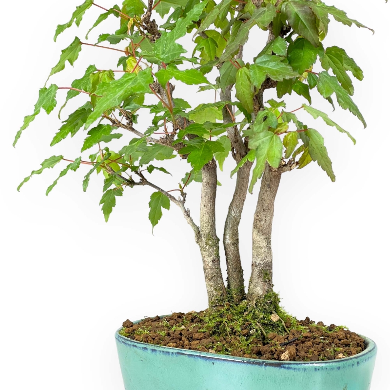 Acer Buergerianum - 21 cm