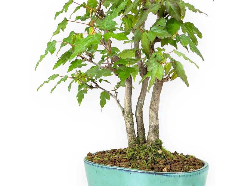 Acer Buergerianum - Acero - 21 cm