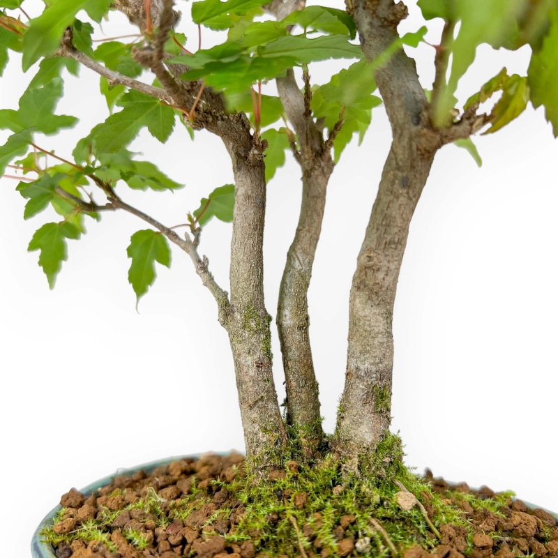 Acer Buergerianum - 21 cm