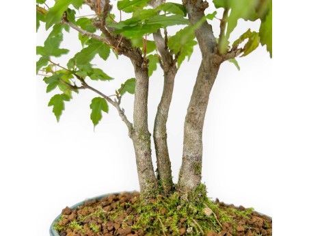 Acer Buergerianum - Maple - 21 cm