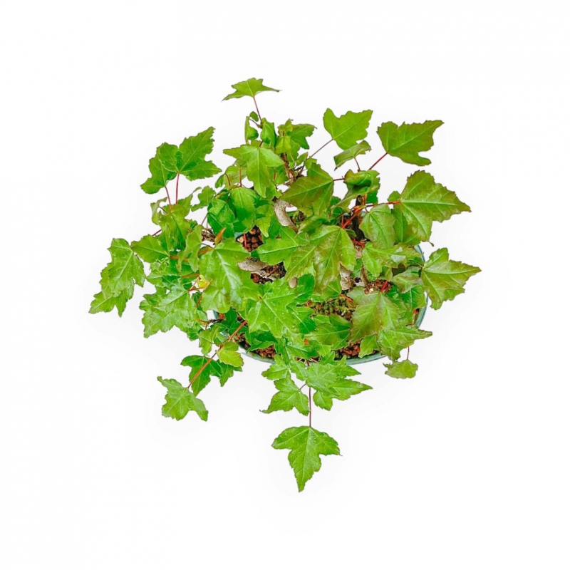 Acer Buergerianum - 21 cm
