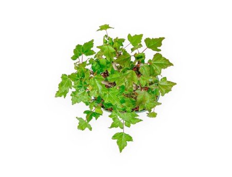 Acer Buergerianum - 21 cm