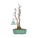 Acer Buergerianum - 21 cm