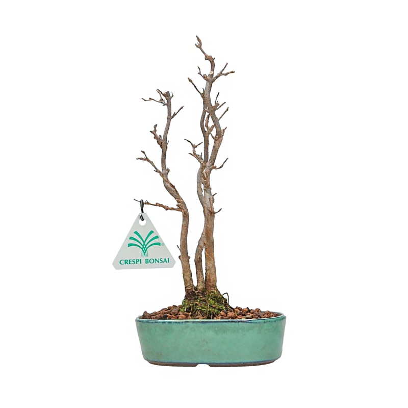 Acer Buergerianum - 21 cm