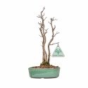 Acer Buergerianum - 21 cm