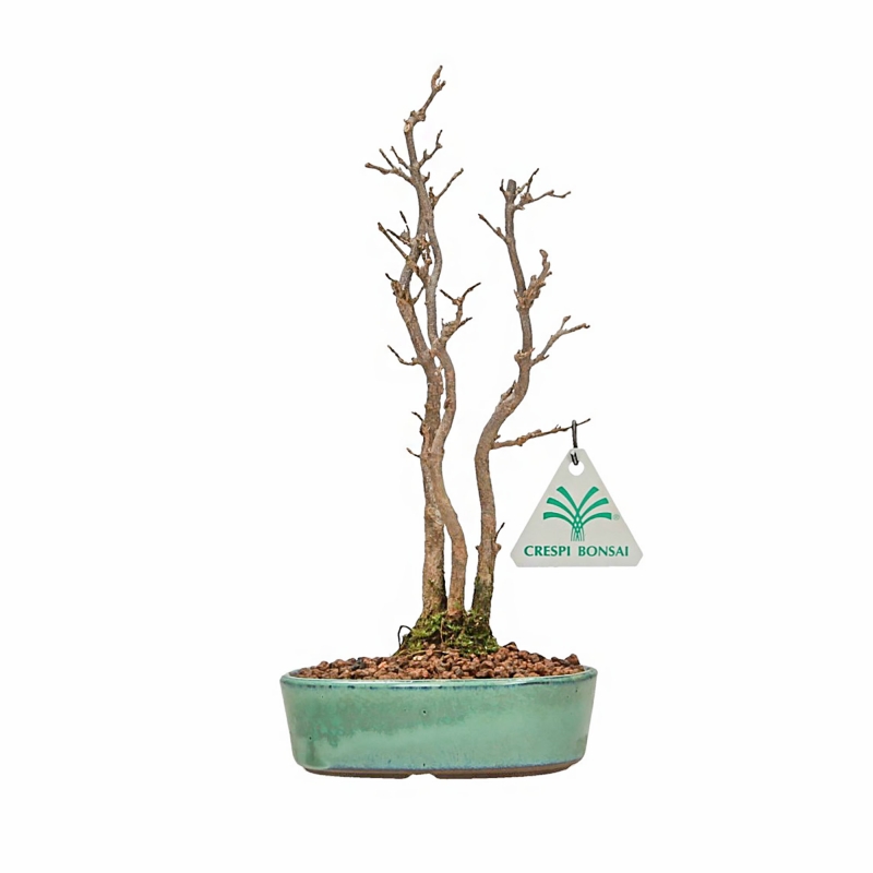 Acer Buergerianum - 21 cm