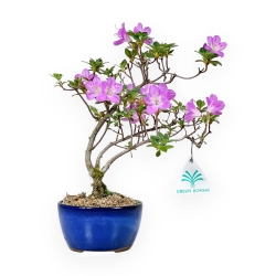 Rhododendron Indicum - Azalea - 25 cm