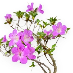 Rhododendron Indicum - Azalea - 25 cm