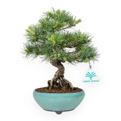 Pinus Pentaphylla Nasu - Pino a cinque aghi - 25,5 cm