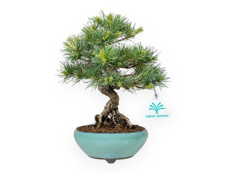 Pinus Pentaphylla Nasu - Fünfnadelige Kiefer - 25,5 cm
