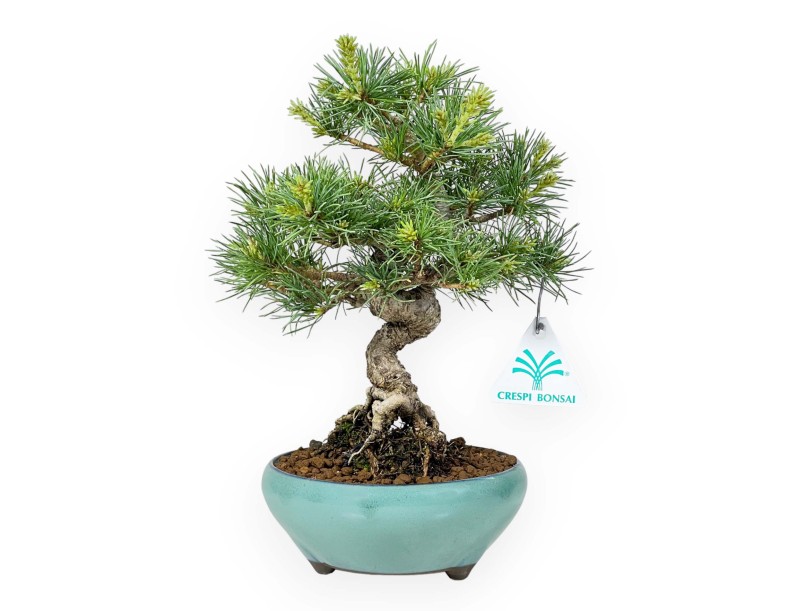 Pinus Pentaphylla Nasu - Fünfnadelige Kiefer - 25,5 cm