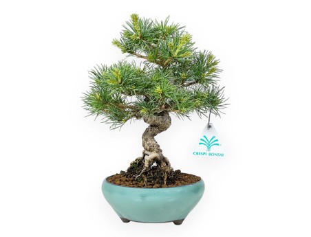 Pinus Pentaphylla Nasu - Den met vijf naalden - 25,5 cm