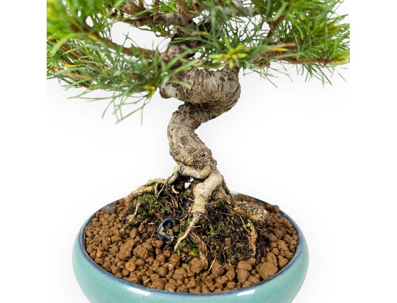 Pinus Pentaphylla Nasu - Den met vijf naalden - 25,5 cm