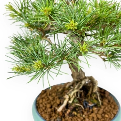 Pinus Pentaphylla Nasu - Pino a cinque aghi - 25,5 cm