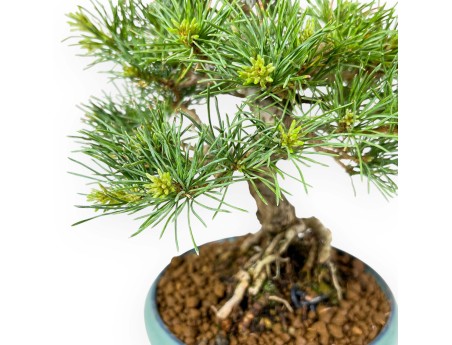 Pinus Pentaphylla Nasu - Fünfnadelige Kiefer - 25,5 cm