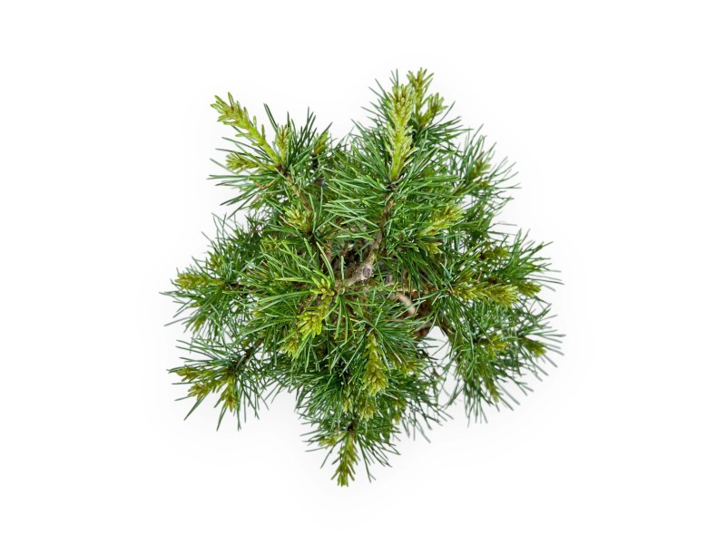Pinus Pentaphylla Nasu - Pino de cinco agujas - 25,5 cm