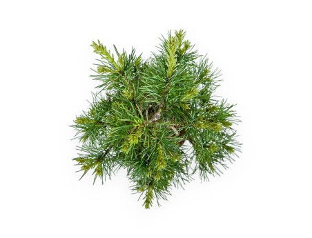 Pinus Pentaphylla Nasu - Pino a cinque aghi - 25,5 cm