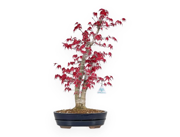 Acer Palmatum Deshojo - Maple - 58 cm