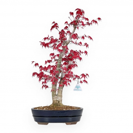Acer Palmatum Deshojo - Érable - 58 cm