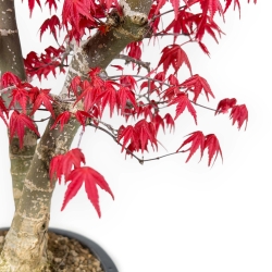 Acer Palmatum Deshojo - Érable - 58 cm