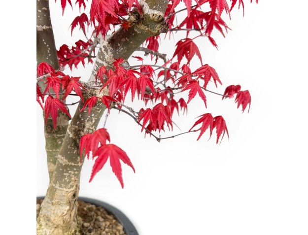 Acer Palmatum Deshojo - Maple - 58 cm 2