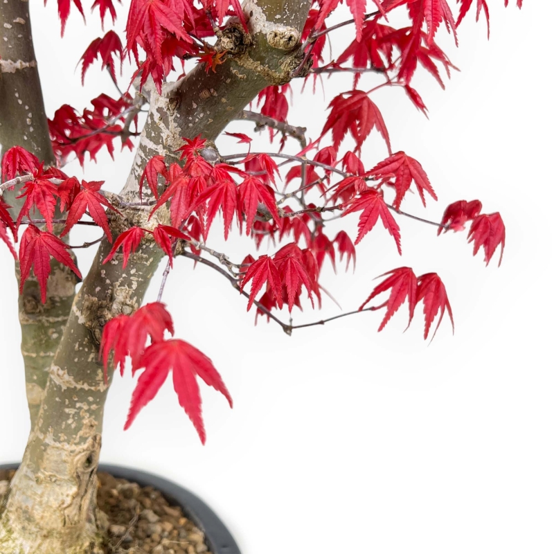 Acer Palmatum Deshojo - Acero - 58 cm