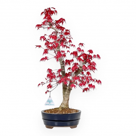 Acer Palmatum Deshojo - 58 cm