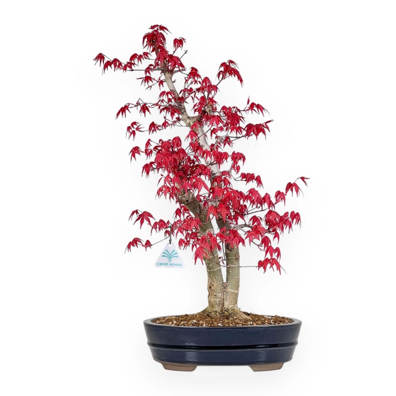 Acer Palmatum Deshojo - Maple - 58 cm