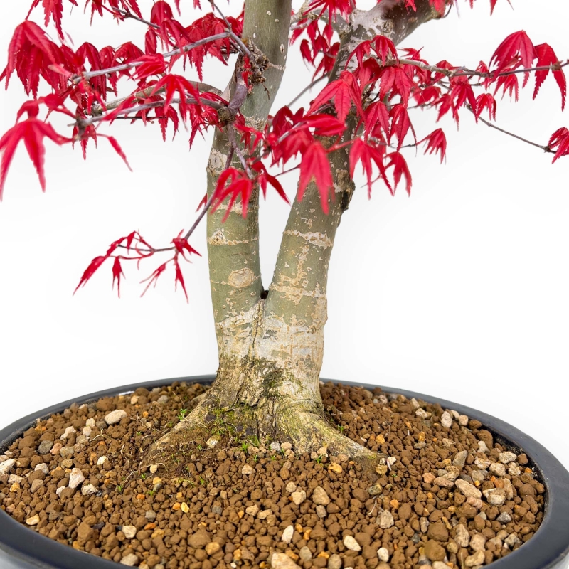 Acer Palmatum Deshojo - Maple - 58 cm