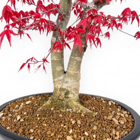 Acer Palmatum Deshojo - 58 cm
