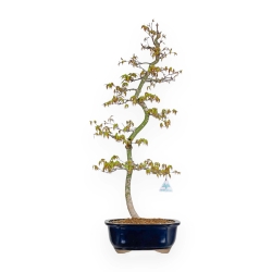 Acer Palmatum - Arce - 74 cm