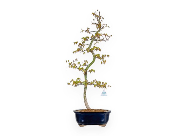 Acer Palmatum - Esdoorn - 74 cm