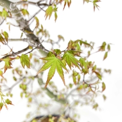 Acer Palmatum - Arce - 74 cm