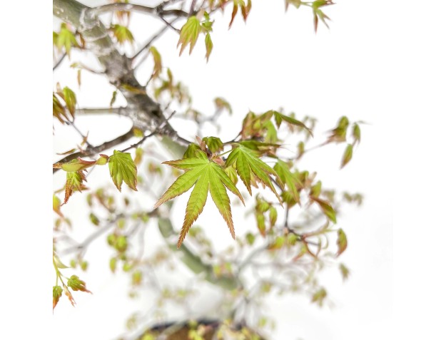 Acer Palmatum - Maple - 74 cm 2