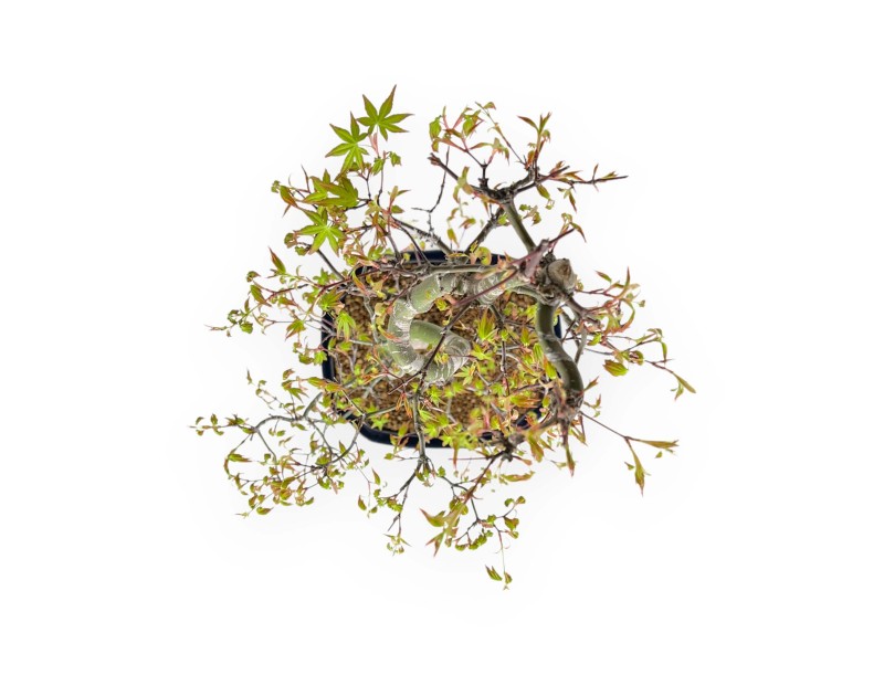 Acer Palmatum - Ahorn - 74 cm