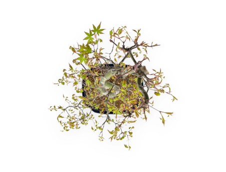 Acer Palmatum - Esdoorn - 74 cm