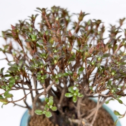 Rhododendron Indicum - Azalée - 21,5 cm