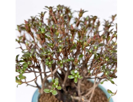 Rhododendron Indicum - Azalea - 21,5 cm