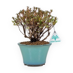 Rhododendron Indicum - Azalée - 21,5 cm