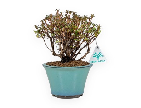 Rhododendron Indicum - Azalée - 21,5 cm