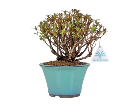 Rhododendron Indicum - Azalea - 21,5 cm