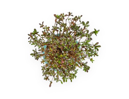 Rhododendron Indicum - Azalée - 21,5 cm