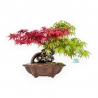 Acer Palmatum - Acero - 34 cm