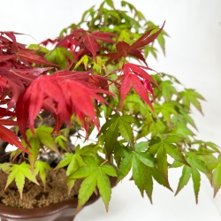 Acer Palmatum - Acero - 34 cm